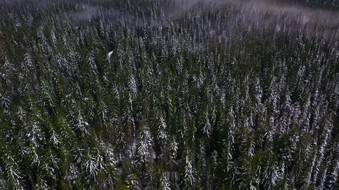 FOREST Stock Footage 98965800