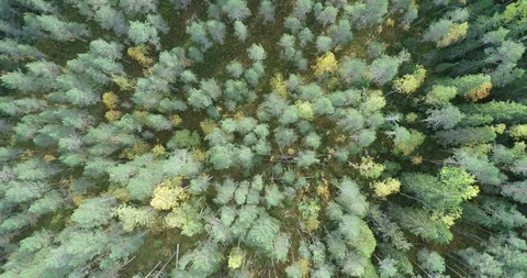 Forest Stock Footage 99508596