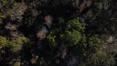Forest Footage #1 库存影片 232833937