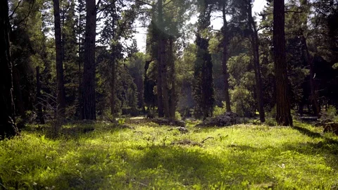 Forest Stock Footage 103903250