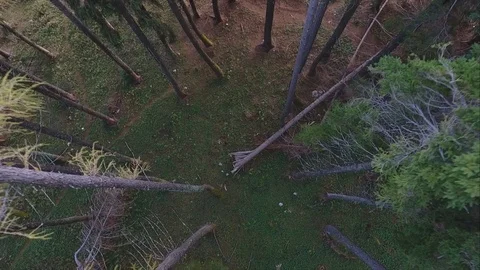 Forest Video stock 104210721