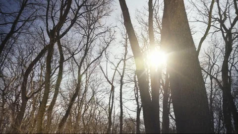 Forest 스톡 동영상 104506139