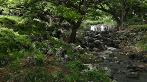 Forest Stock Footage 104826718