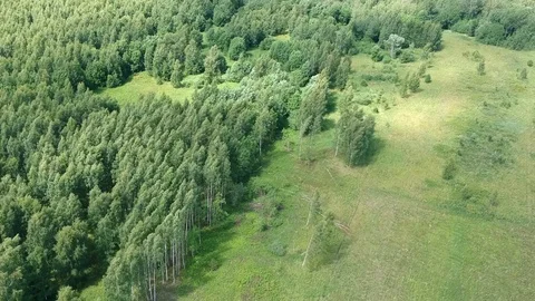 Forest Video stock 104950884