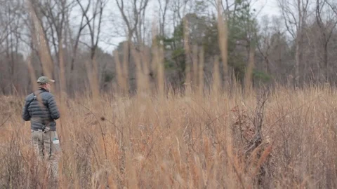 Forest Video stock 104976718