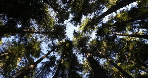 Forest Stock Footage 105064995