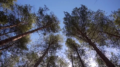 Forest Stock Footage 105427007