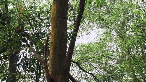 The forest 動画素材 105449112