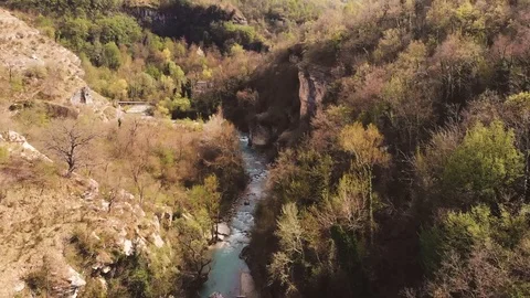 Forest Video stock 106445929