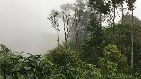 Forest 스톡 동영상 106555884