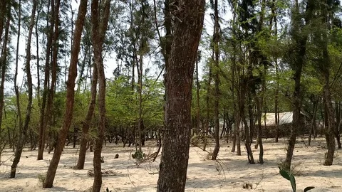 Forest Stock Footage 108506463