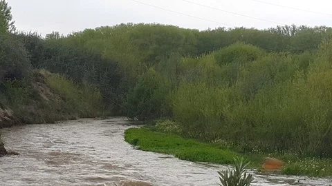 Forest Stock Footage 108732021