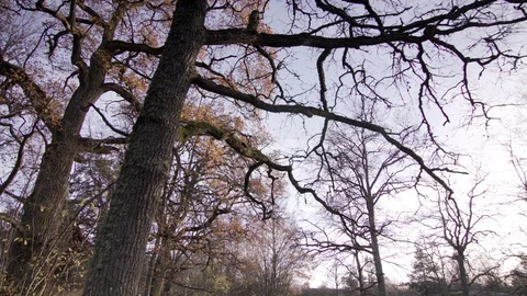 Forest Stock-Footage 111347889