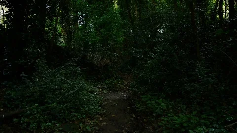 Forest Stock Footage 112697820