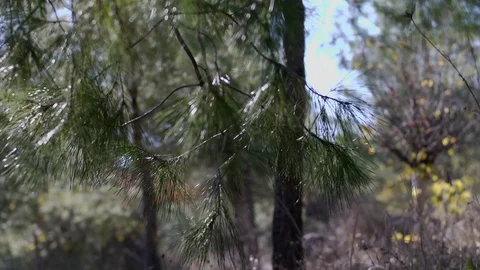 In the forest Stock Footage 113319718