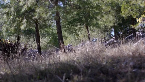 In the forest Stock Footage 113319729