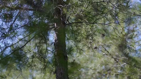 In the forest Stock Footage 113319737