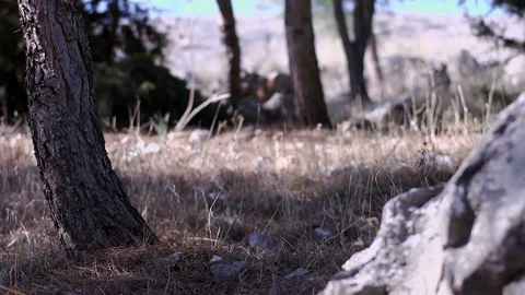 In the forest Stock Footage 113319740