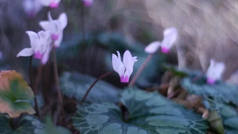 In the forest Stock Footage 113319760