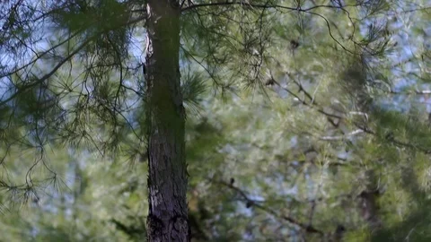 In the forest Stock Footage 113319764