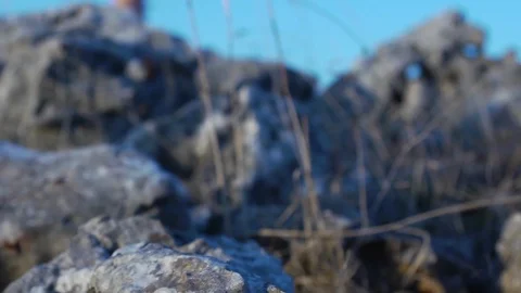 In the forest Stock Footage 113319777