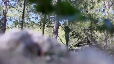 In the forest Stock Footage 113319788