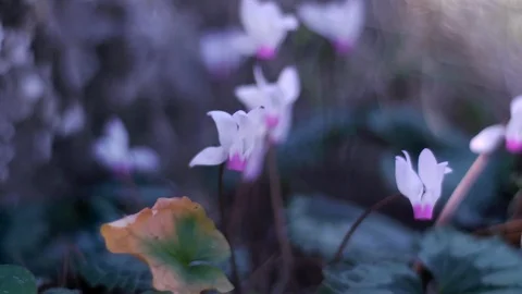 In the forest Stock Footage 113319790