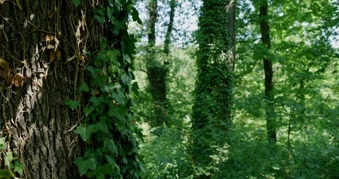 Forest Video stock 113642216