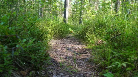 The Forest Vídeo Stock 113997704