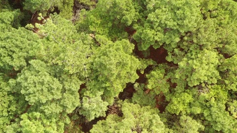 Forest Stock Footage 116818511