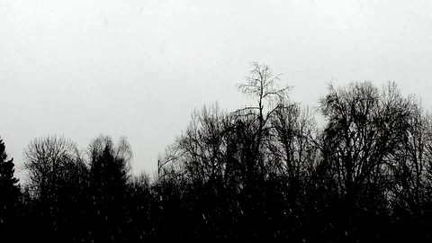 Forest Stock Footage 118956722