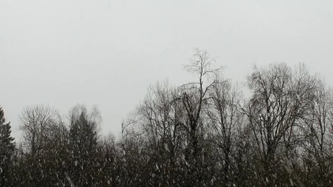 Forest Stock Footage 118956729