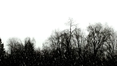 Forest Stock Footage 118956801