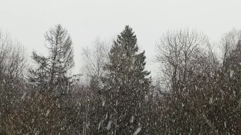 Forest Stock Footage 118956834