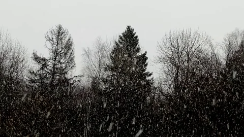 Forest Stock Footage 118956863