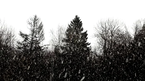 Forest Stock Footage 118956868