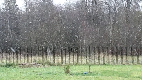 Forest Stock Footage 119054821