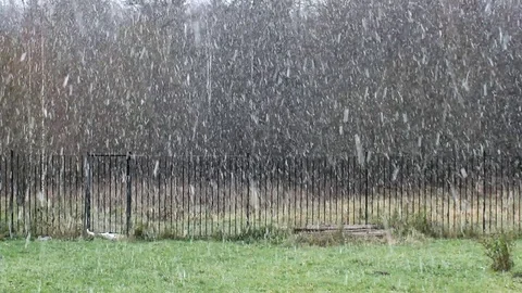 Forest Stock Footage 119054858