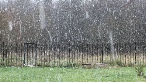 Forest Stock Footage 119054870