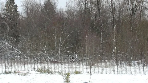 Forest 動画素材 119054896