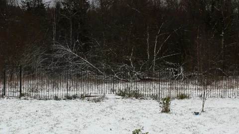 Forest Stock Footage 119054929