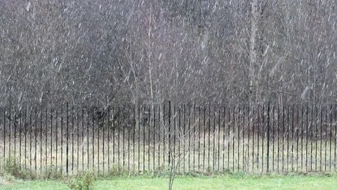 Forest Stock Footage 119054935