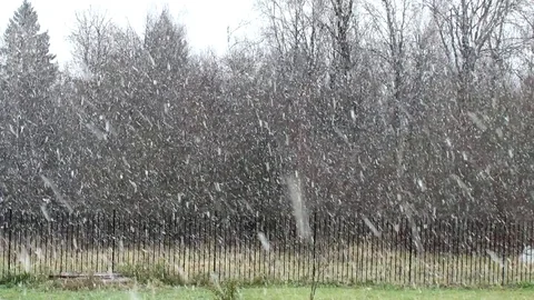 Forest Stock Footage 119054948