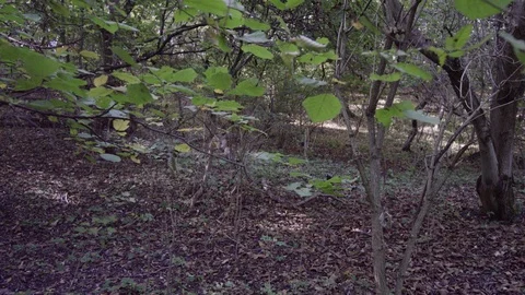 A forest Stock Footage 119104852