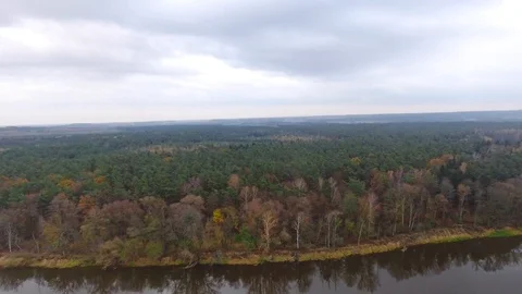 Forest Stock Footage 119878350