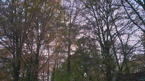 Forest 스톡 동영상 121450451