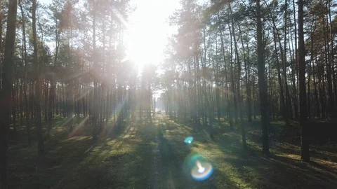 Forest Stock Footage 122334623