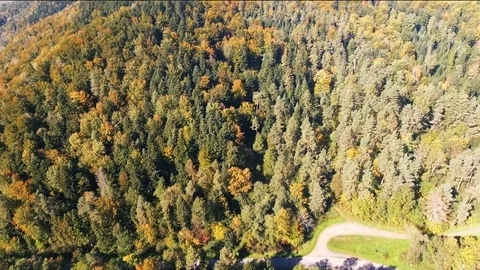 Forest Stock Footage 122337752