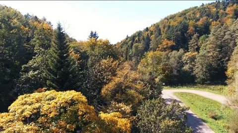 Forest Stock Footage 122337944