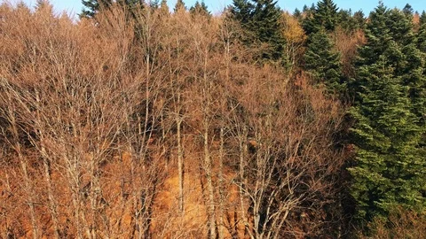 Forest Video stock 122338044